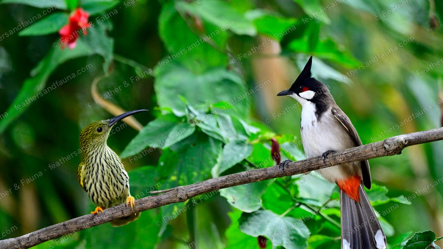 A Streaked Spiderhunter and a Red-whiskered Bulbul facing each other on a branch.