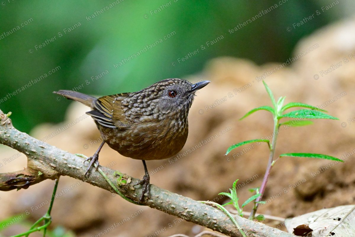 Streaked Wren-Babbler with a short tail and scaly plumage on a low branch.