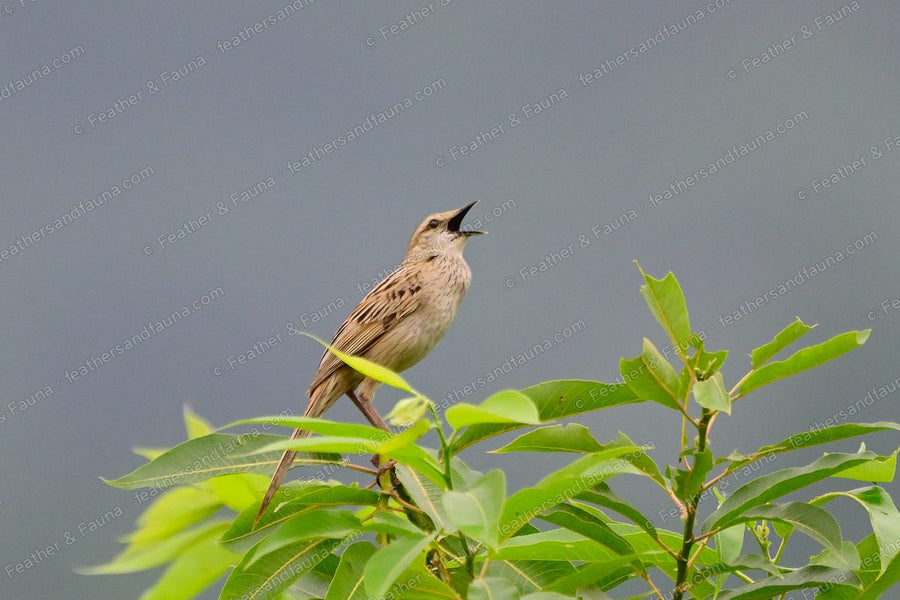 Striated Grassbird singing from a shrub top, long tail hanging, against a grey sky.