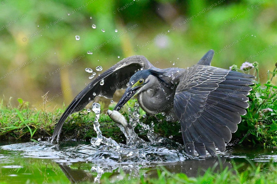 Striated Heron catching a fish at a grassy pool edge with wings spread and spray flying.