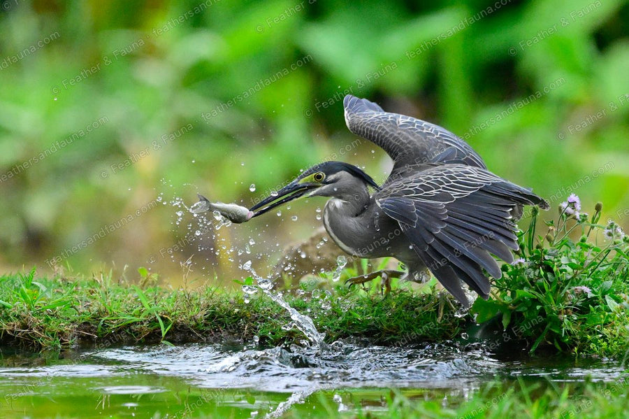 Striated Heron lifting a fish from the water with one wing raised, spray trailing.