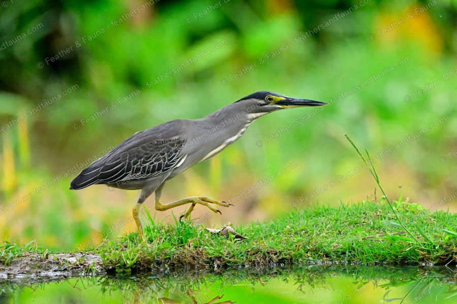 Striated Heron stalking along a grassy pond bank with its neck extended.