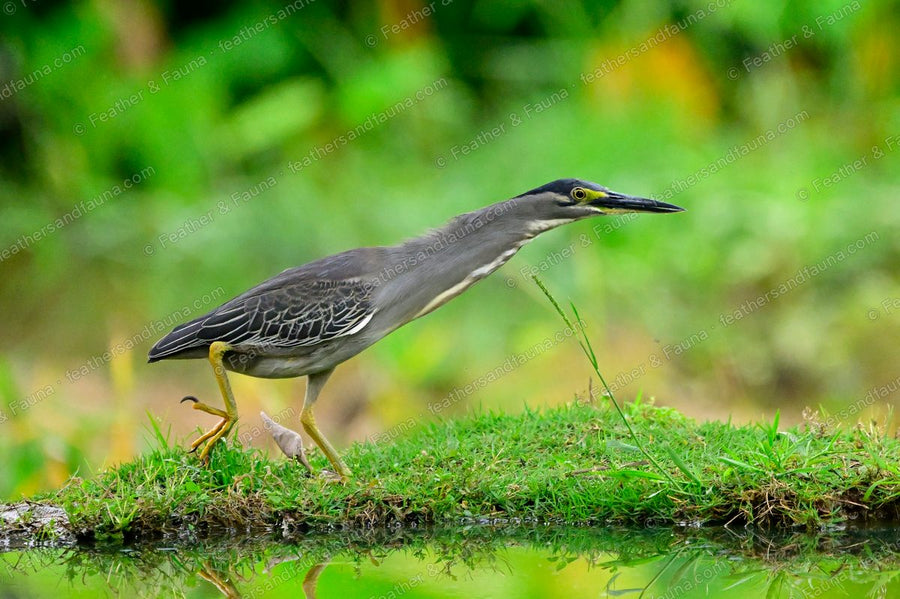 Striated Heron stalking along a grassy bank with prey in its bill, neck stretched.