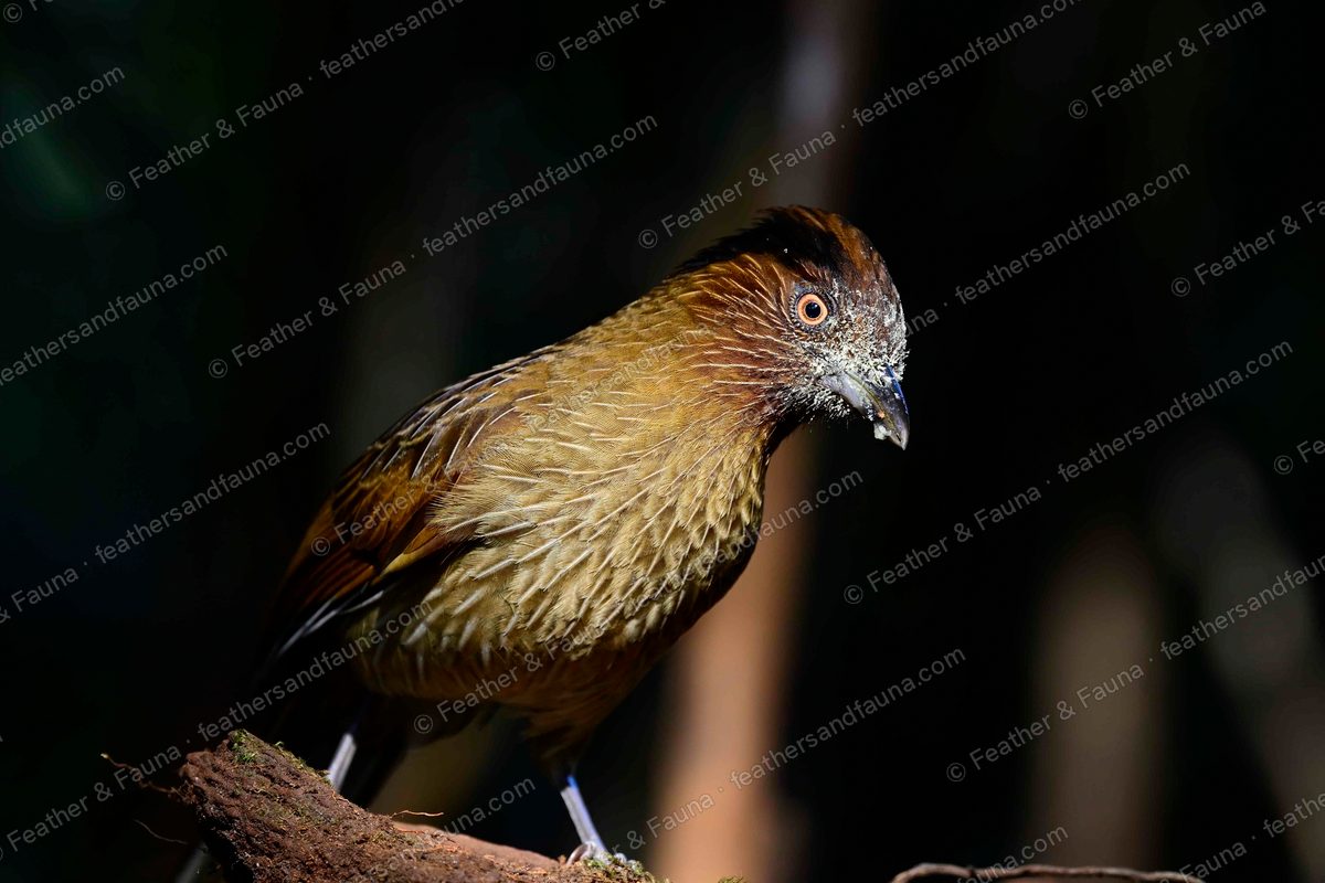 Striated Laughingthrush with fine white streaks and a shaggy crest, spotlit on a stump.