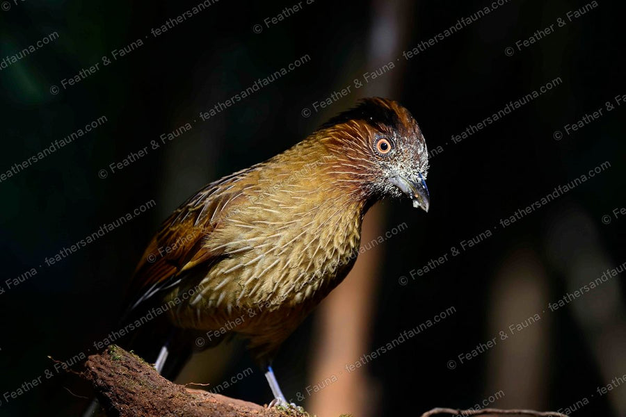 Striated Laughingthrush with fine white streaks and a shaggy crest, spotlit on a stump.