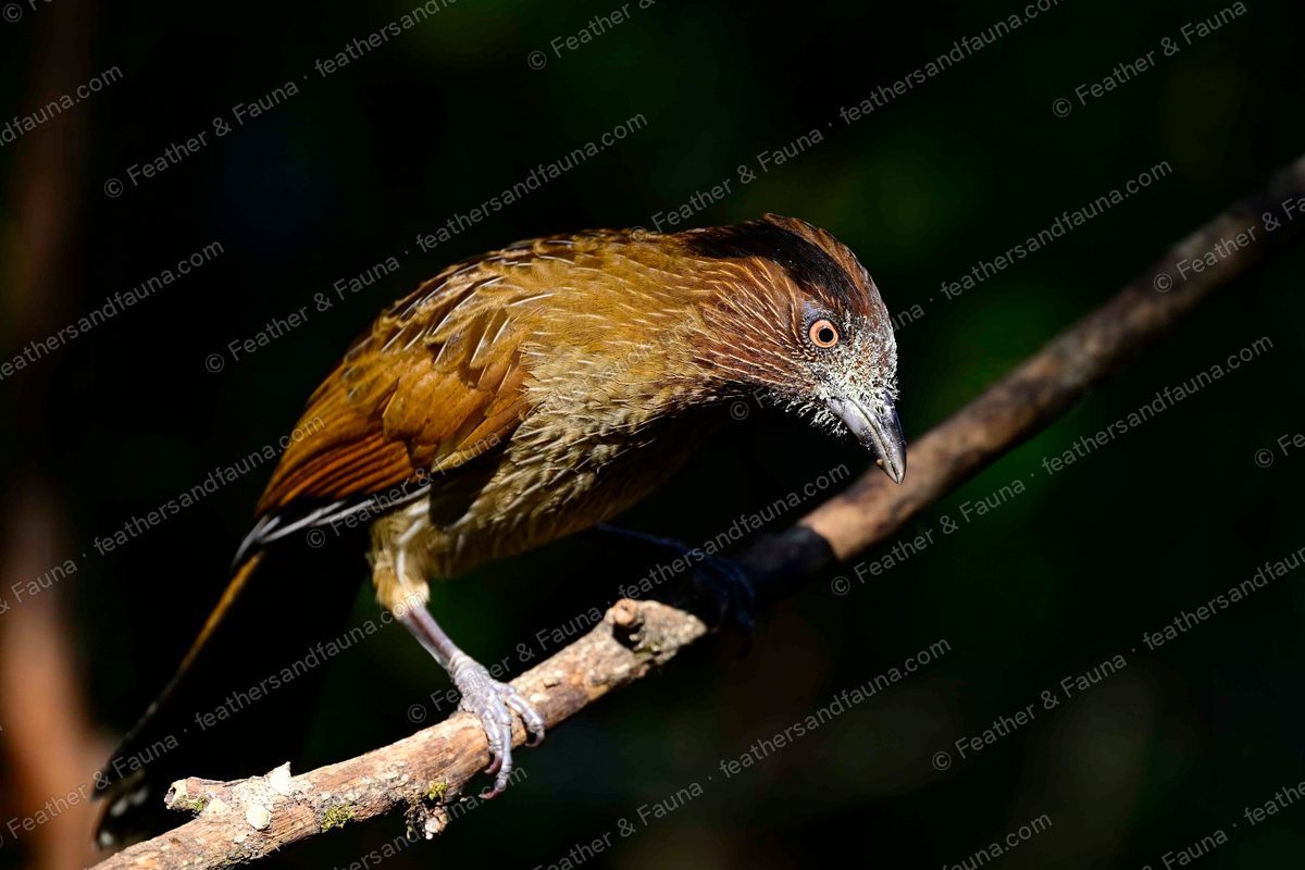 Striated Laughingthrush leaning forward on a branch, spotlit against dark forest.