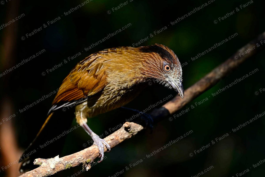 Striated Laughingthrush leaning forward on a branch, spotlit against dark forest.