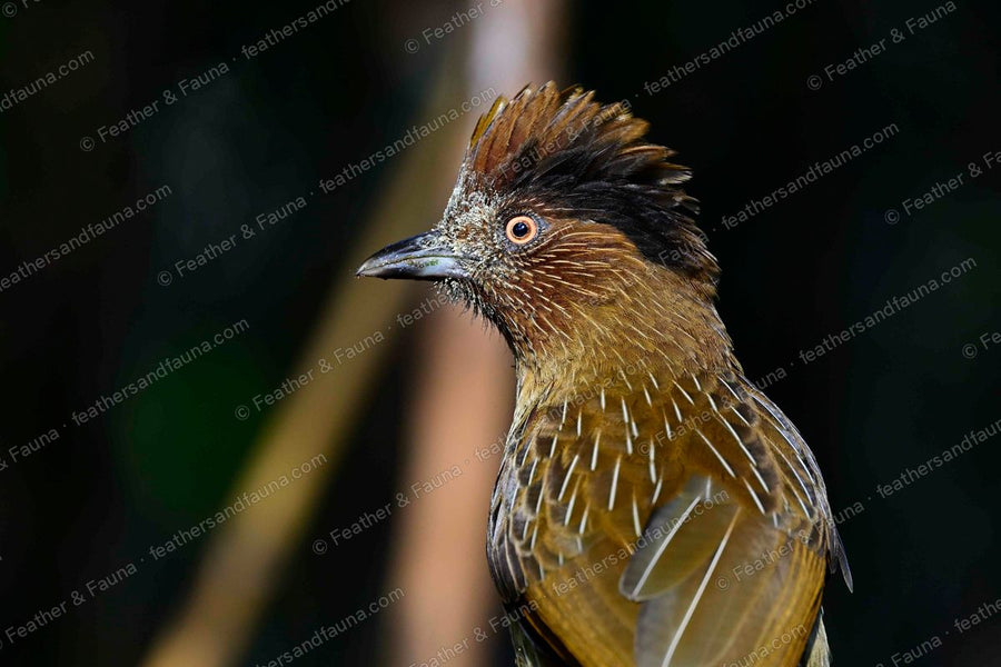 Head portrait of a Striated Laughingthrush with a shaggy crest and fine white streaks.
