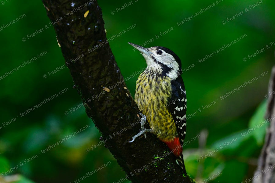 Stripe-breasted Woodpecker with a streaked yellow breast on a wet tree trunk.