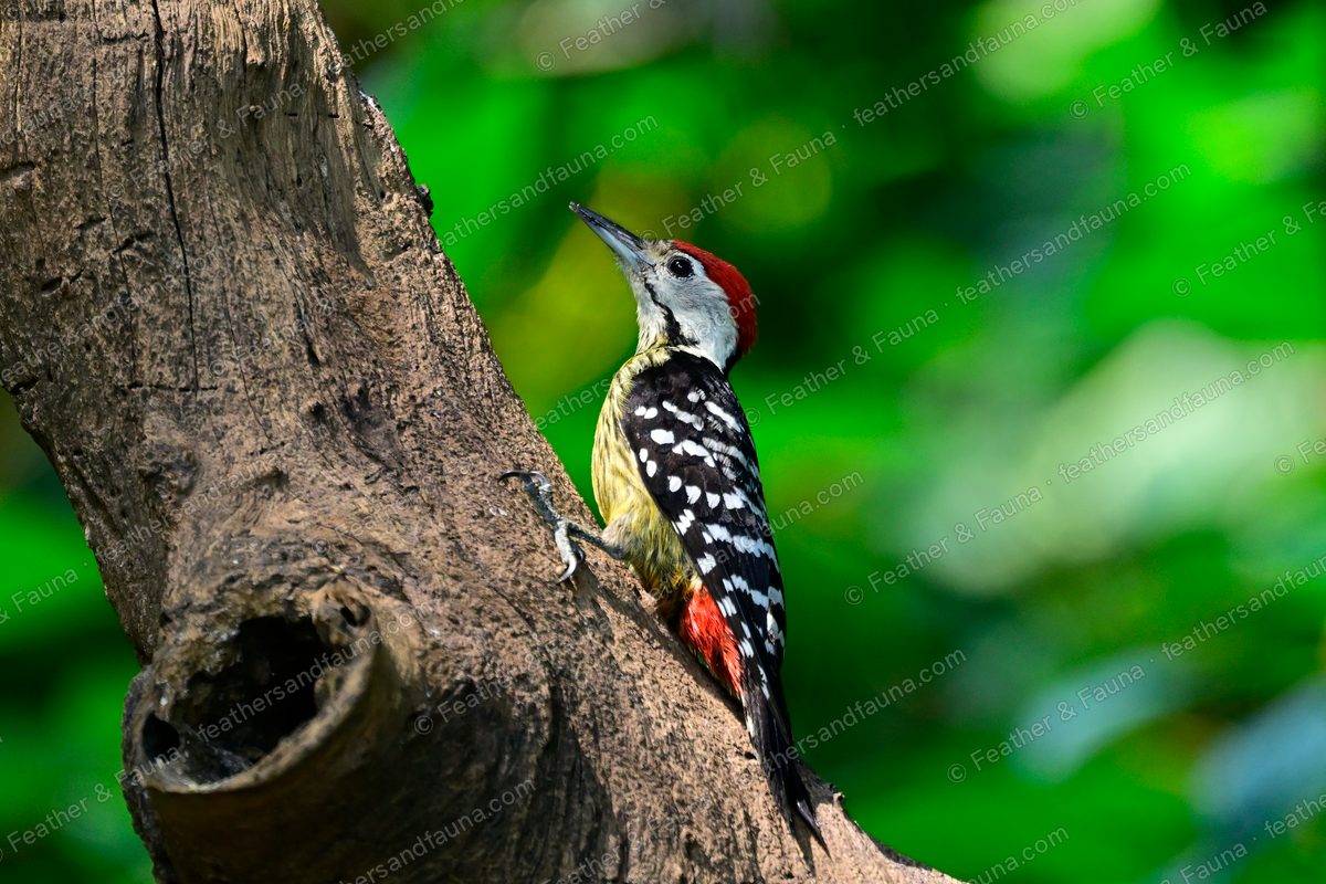 Stripe-breasted Woodpecker beside a nest hole in a trunk, red crown and streaked breast.