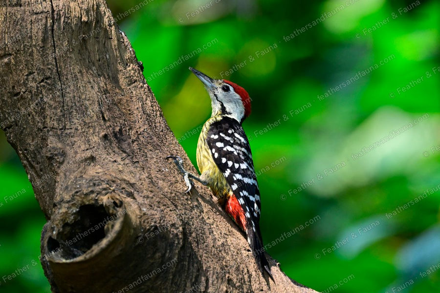 Stripe-breasted Woodpecker beside a nest hole in a trunk, red crown and streaked breast.