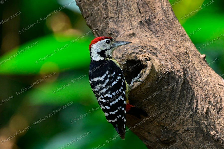 Stripe-breasted Woodpecker on a bare trunk near a nest hole, streaked yellow breast.