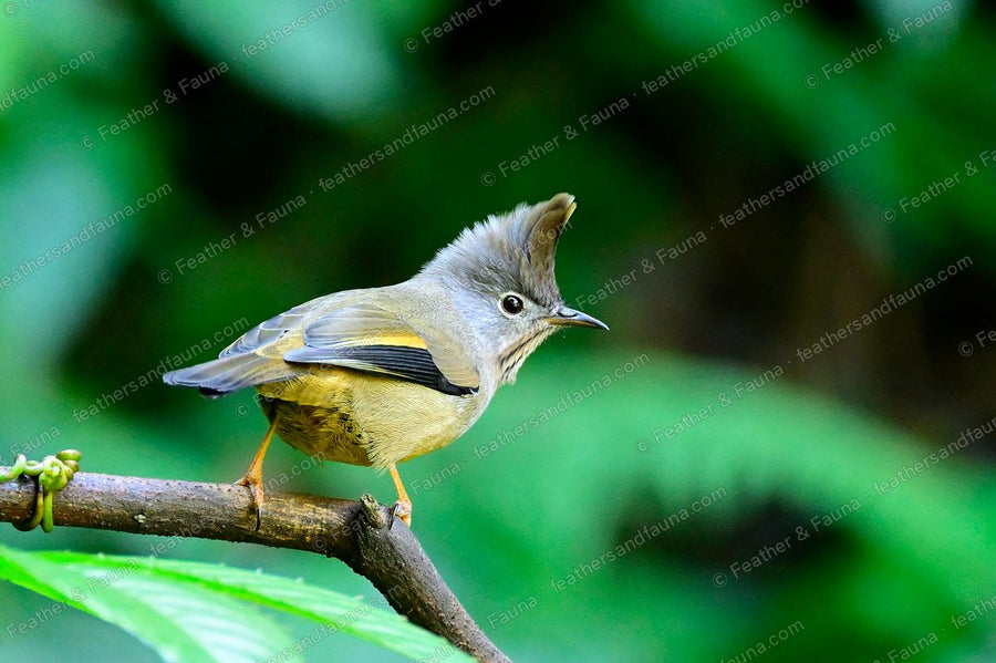 Stripe-throated Yuhina with a pointed crest and streaked throat on a bare branch.
