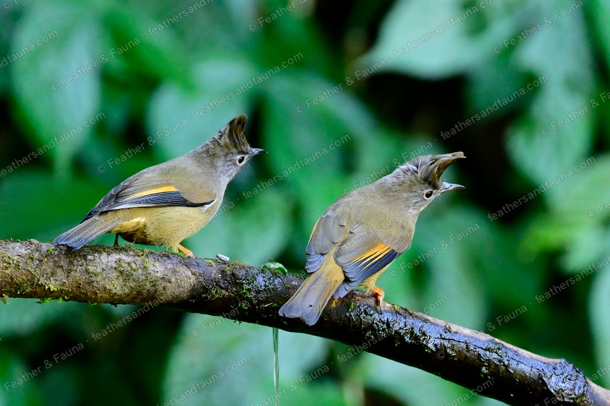 Two Stripe-throated Yuhinas with raised crests on a mossy branch.
