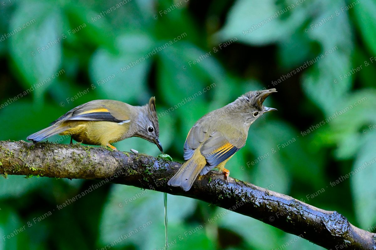 Two Stripe-throated Yuhinas on a mossy branch, one calling, one bending down.