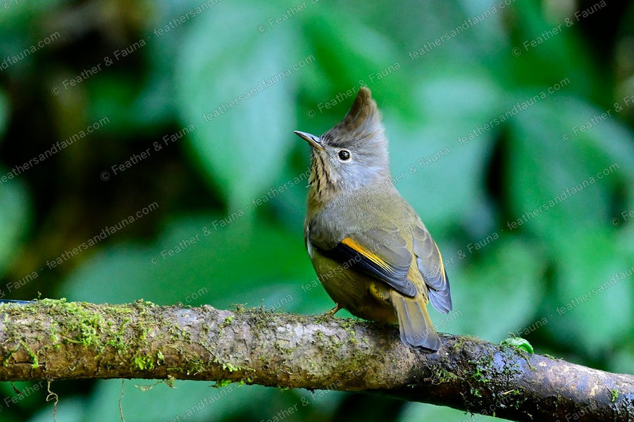 Stripe-throated Yuhina with a pointed crest and orange wing panel on a mossy branch.