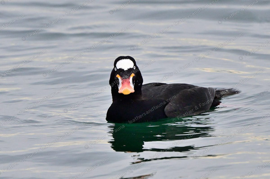 Male Surf Scoter facing forward on grey water, white head patches and a large orange bill.