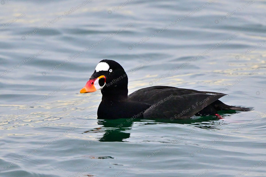 Male Surf Scoter swimming on grey water, white head patches and a large orange bill.