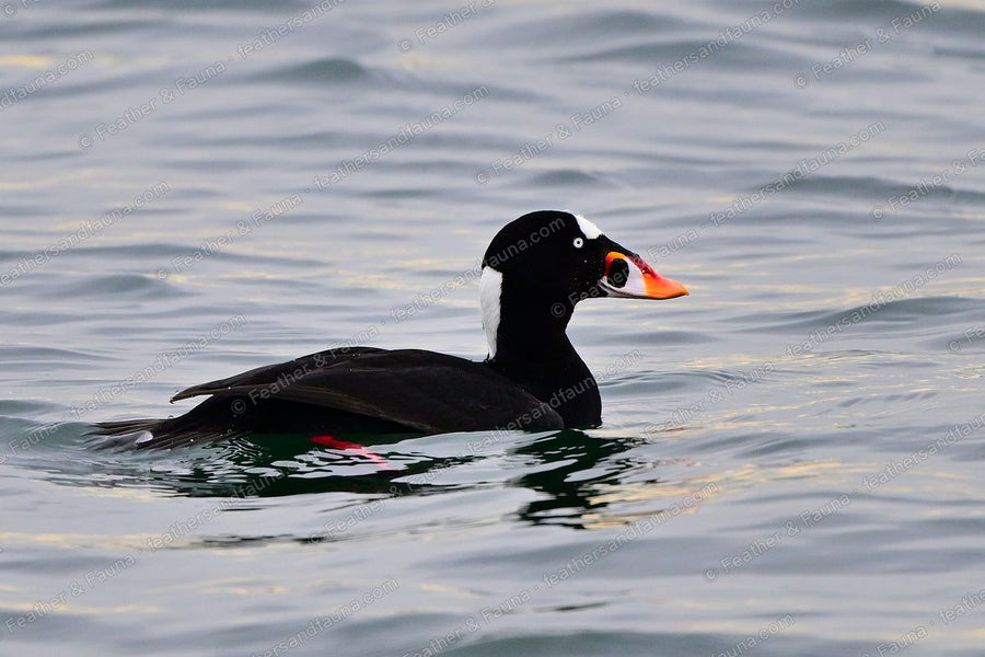 Close view of a male Surf Scoter's large orange-and-black bill and white nape patch.
