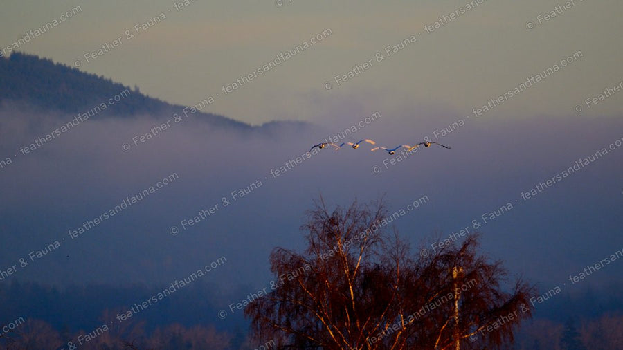 Four wild swans flying through pink dawn mist above a bare tree, mountains behind.