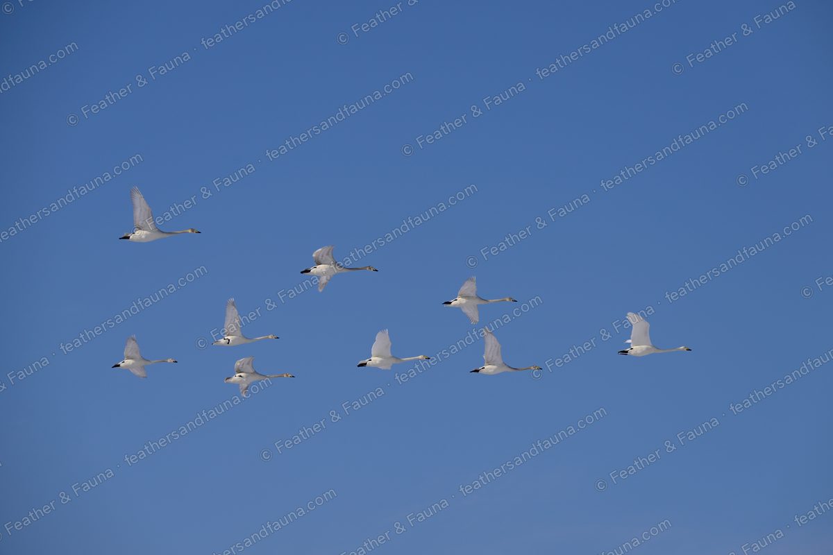 Nine wild swans flying together against a clear blue sky.