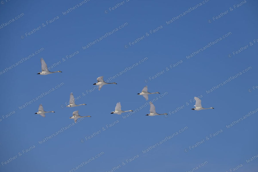 Nine wild swans flying together against a clear blue sky.