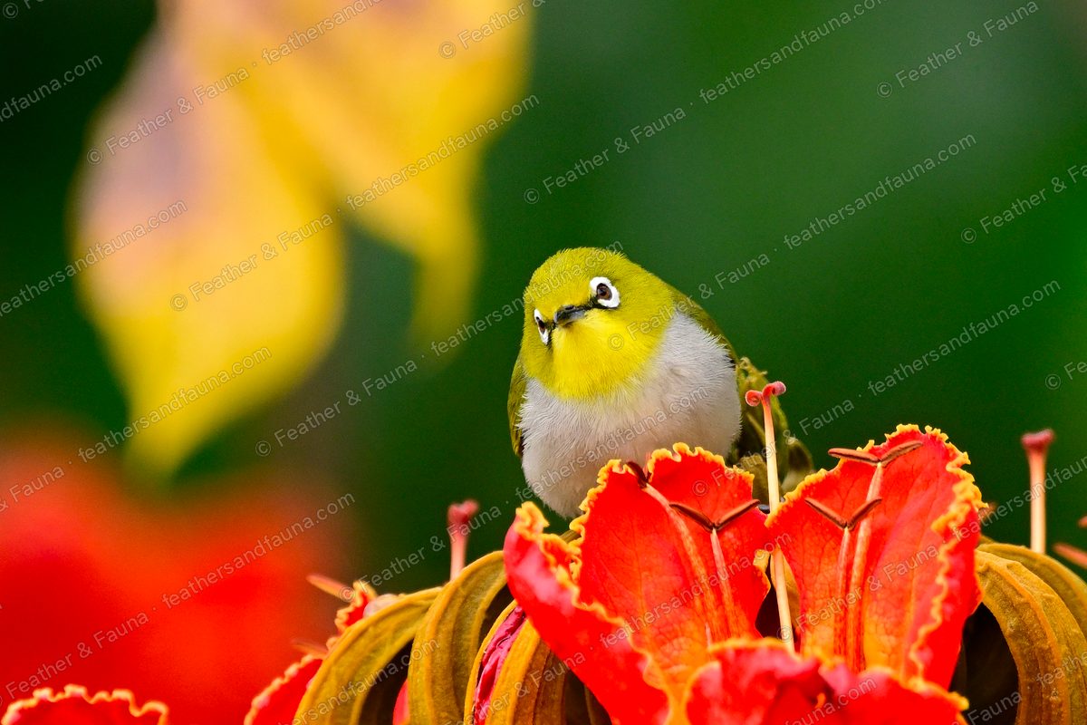 Swinhoe's White-eye with bold white eye-ring perched among scarlet African tulip flowers.
