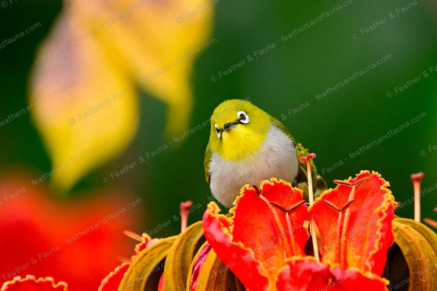 Swinhoe's White-eye with bold white eye-ring perched among scarlet African tulip flowers.