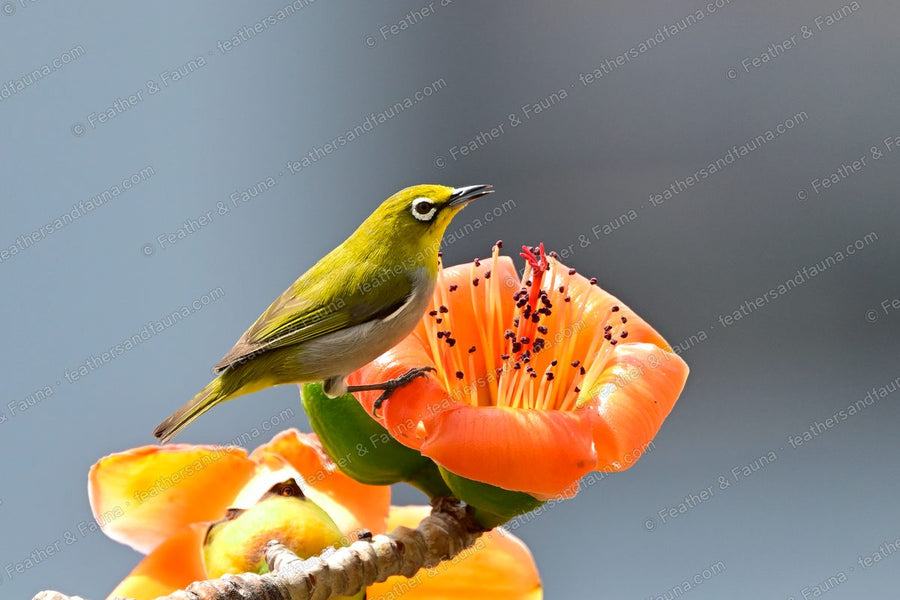 Swinhoe's White-eye on an orange silk-cotton flower against a grey sky.