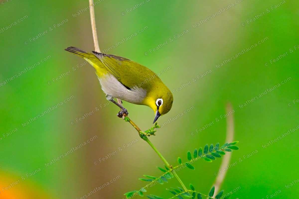Swinhoe's White-eye feeding head-down at the tip of a slender stem.
