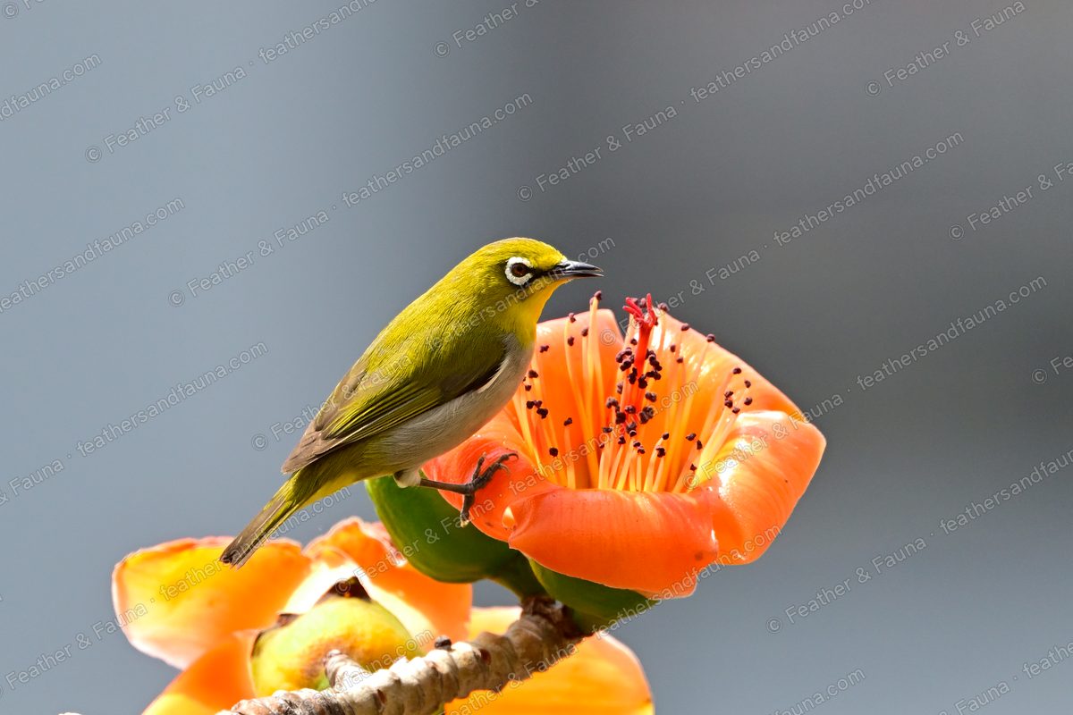 Swinhoe's White-eye reaching into an orange silk-cotton flower.