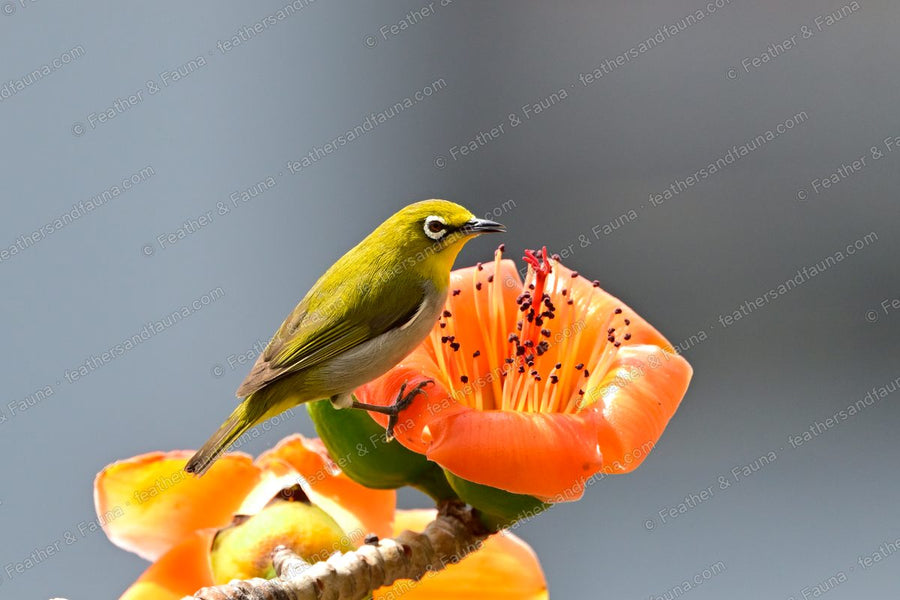 Swinhoe's White-eye reaching into an orange silk-cotton flower.