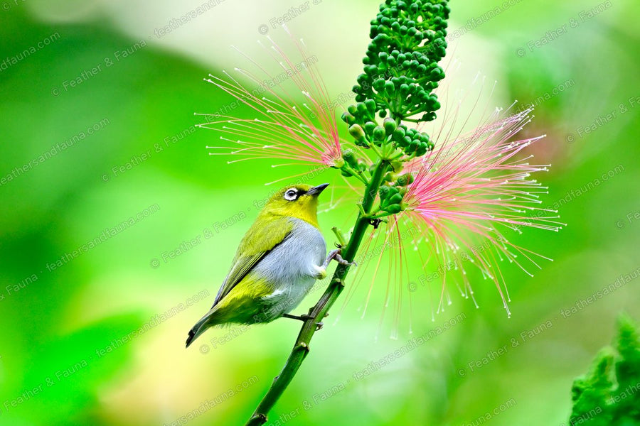 Swinhoe's White-eye on a green stem beside a pink powder-puff flower.