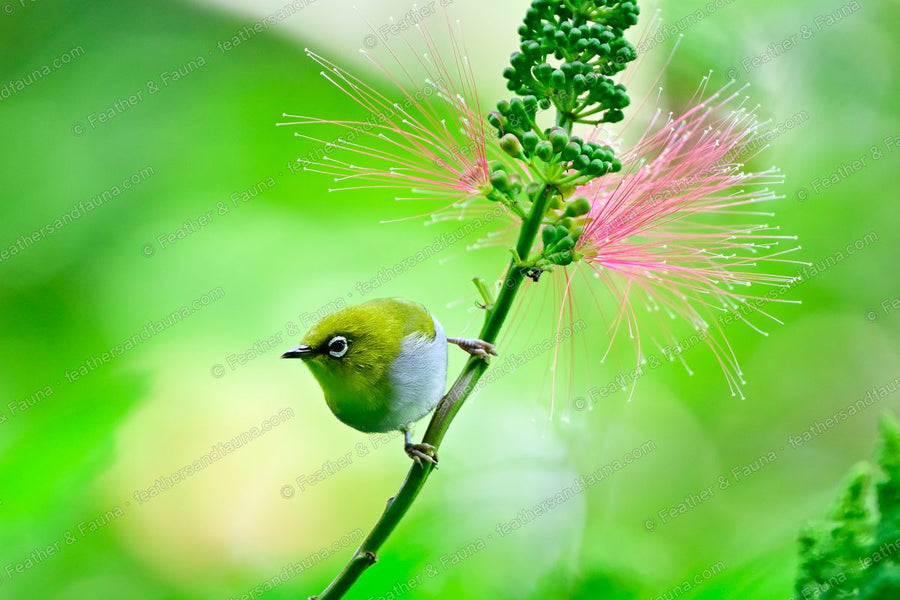 Swinhoe's White-eye on a green stem below pink powder-puff flowers.
