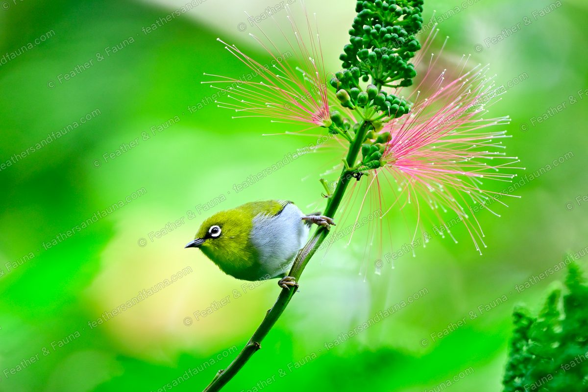 Swinhoe's White-eye on a green stem beside a pink powder-puff flower.