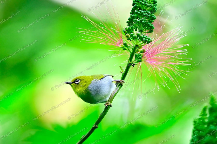 Swinhoe's White-eye with wings half open on a green stem beside a pink powder-puff flower.