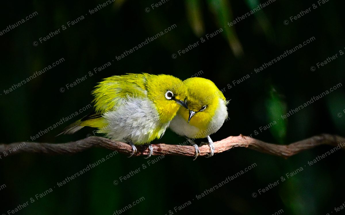 Two Swinhoe's White-eyes preening each other on a spotlit branch against black.