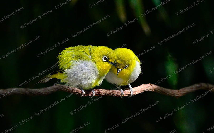 Two Swinhoe's White-eyes preening each other on a spotlit branch against black.