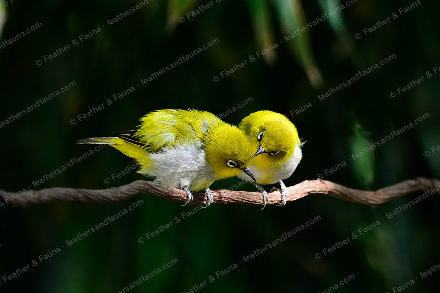 Two Swinhoe's White-eyes cuddled together on a spotlit branch against black.