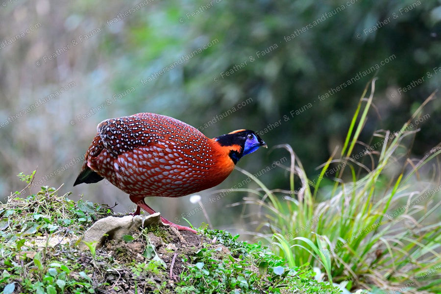Male Temminck's Tragopan calling on a mossy bank, crimson body and blue face.