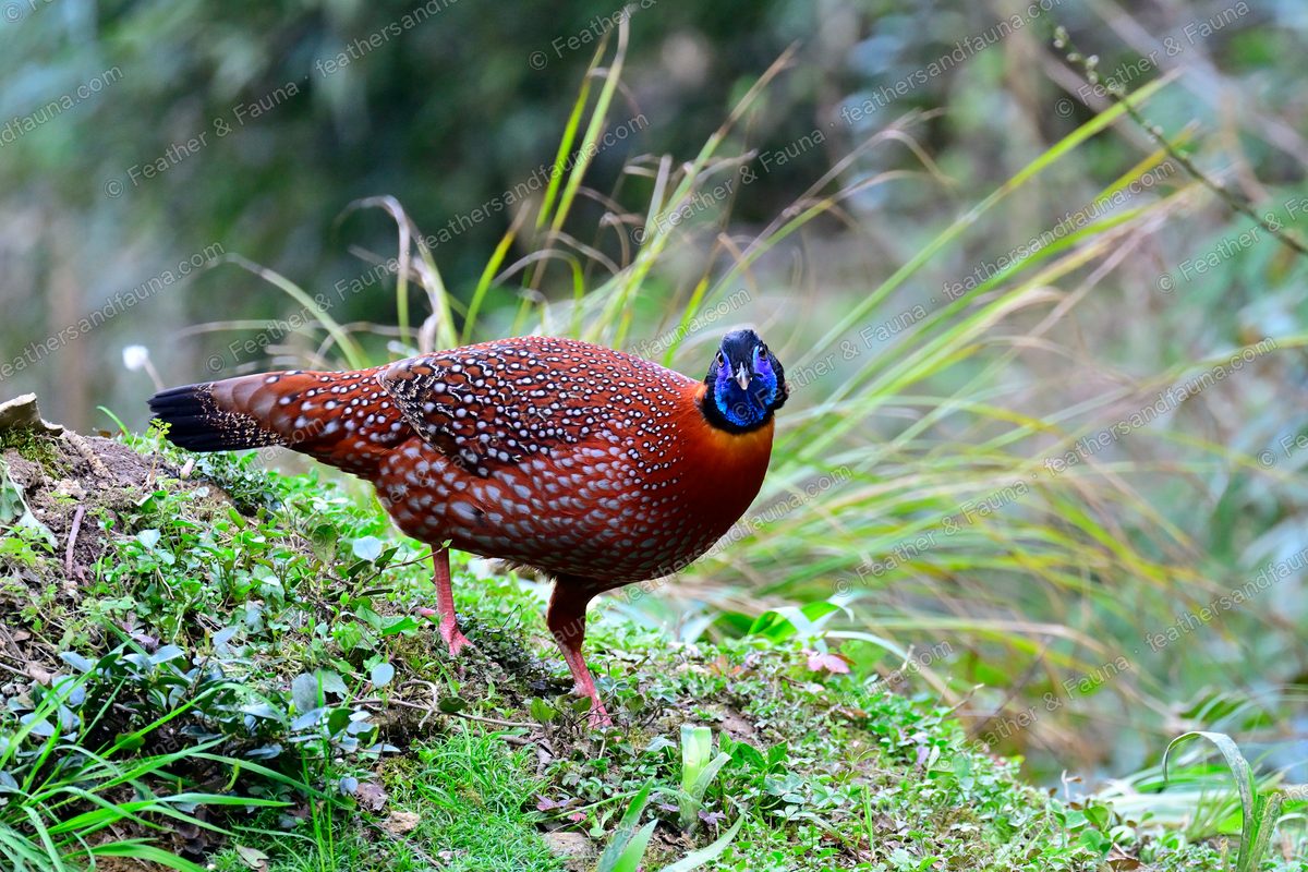 Male Temminck's Tragopan, crimson with white pearls and a blue face, on a mossy slope.