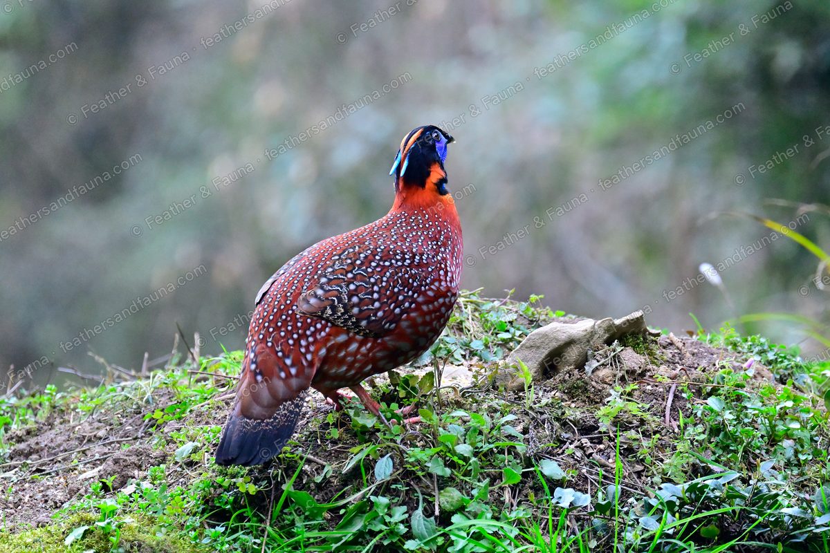 Male Temminck's Tragopan looking back over its shoulder on a mossy bank.