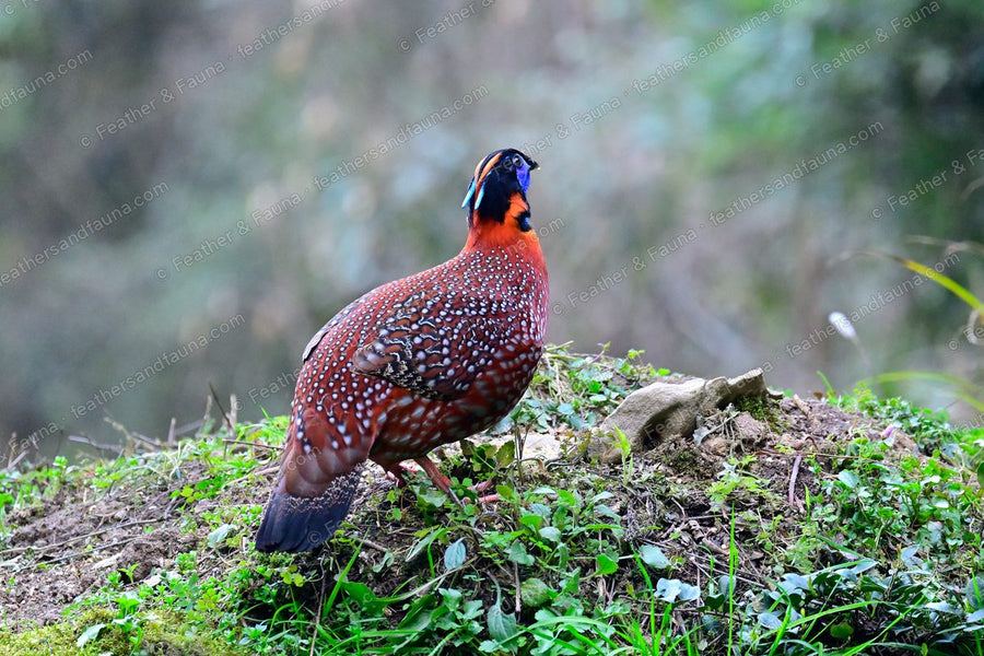 Male Temminck's Tragopan looking back over its shoulder on a mossy bank.