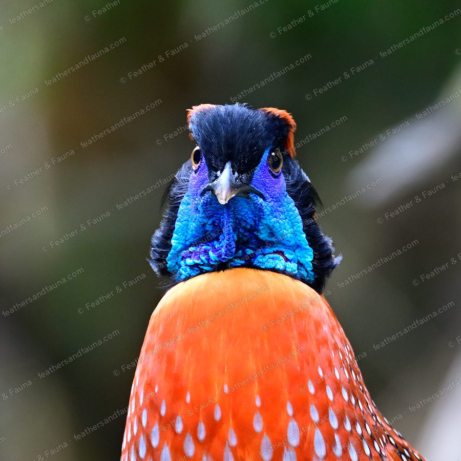 Head-on portrait of a displaying male Temminck's Tragopan, blue face and orange horns.