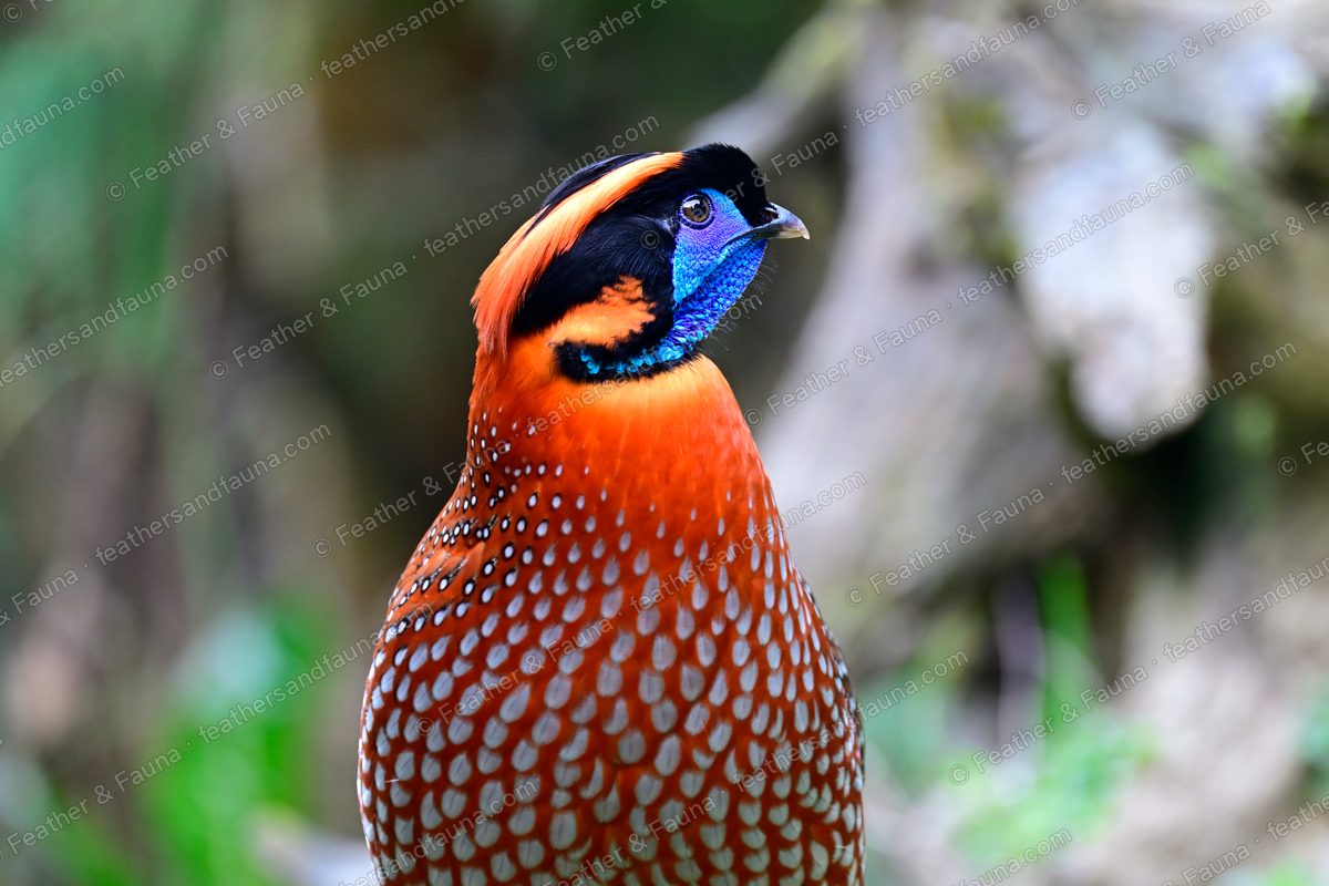 Close head portrait of a male Temminck's Tragopan with a blue face and crimson breast.