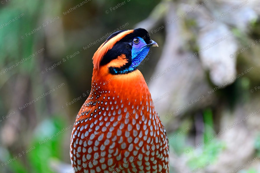 Close head portrait of a male Temminck's Tragopan with a blue face and crimson breast.