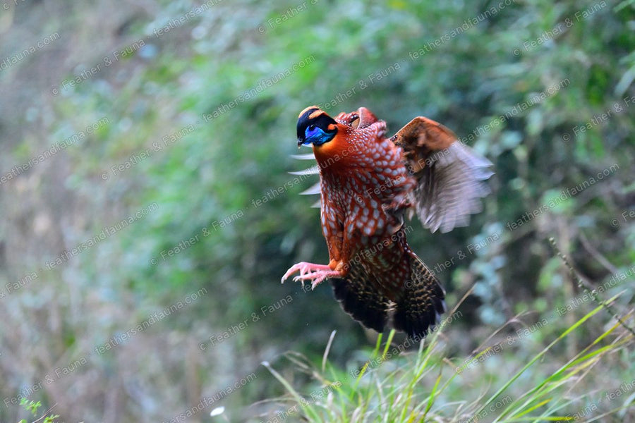 Male Temminck's Tragopan flushing into flight from a bank, wings blurred.