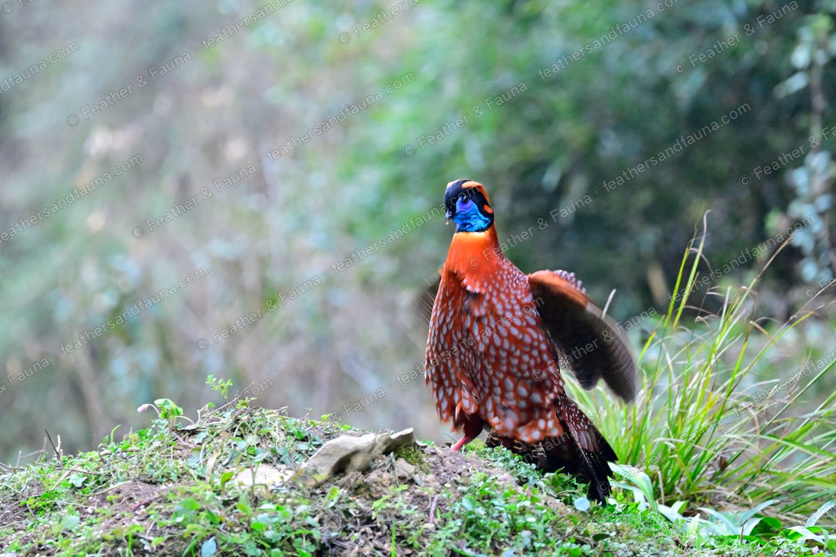 Male Temminck's Tragopan with one wing raised on a mossy bank, blue face and crimson breast.