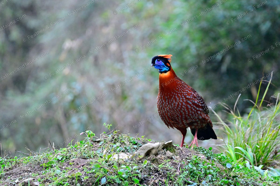 Male Temminck's Tragopan on a mossy bank, blue face and crimson spotted breast.