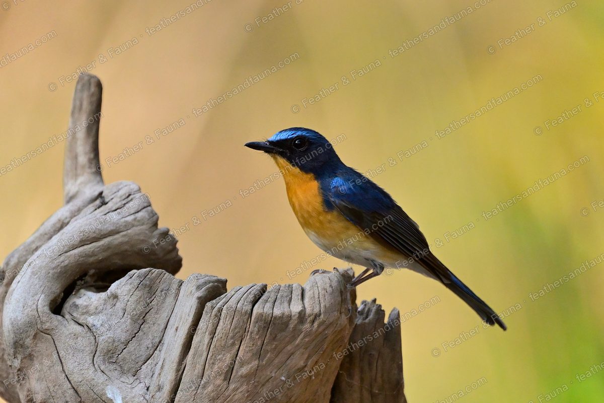 Male Tickell's Blue Flycatcher, blue above with an orange breast, on driftwood.